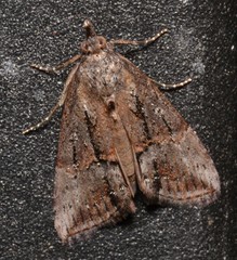 Hypena scabra
