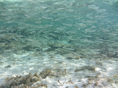 Hardhead Silverside photo 5