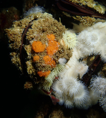 Distaplia occidentalis