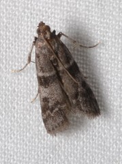 Amyelois transitella