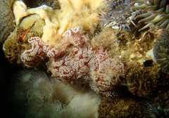 Botrylloides diegensis