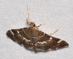 Hymenia perspectalis