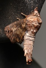 Paectes abrostoloides
