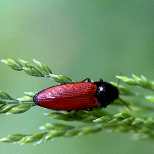 Blutroter Schnellkäfer