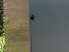 Calligrapha confluens