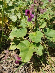 Proboscidea fragrans