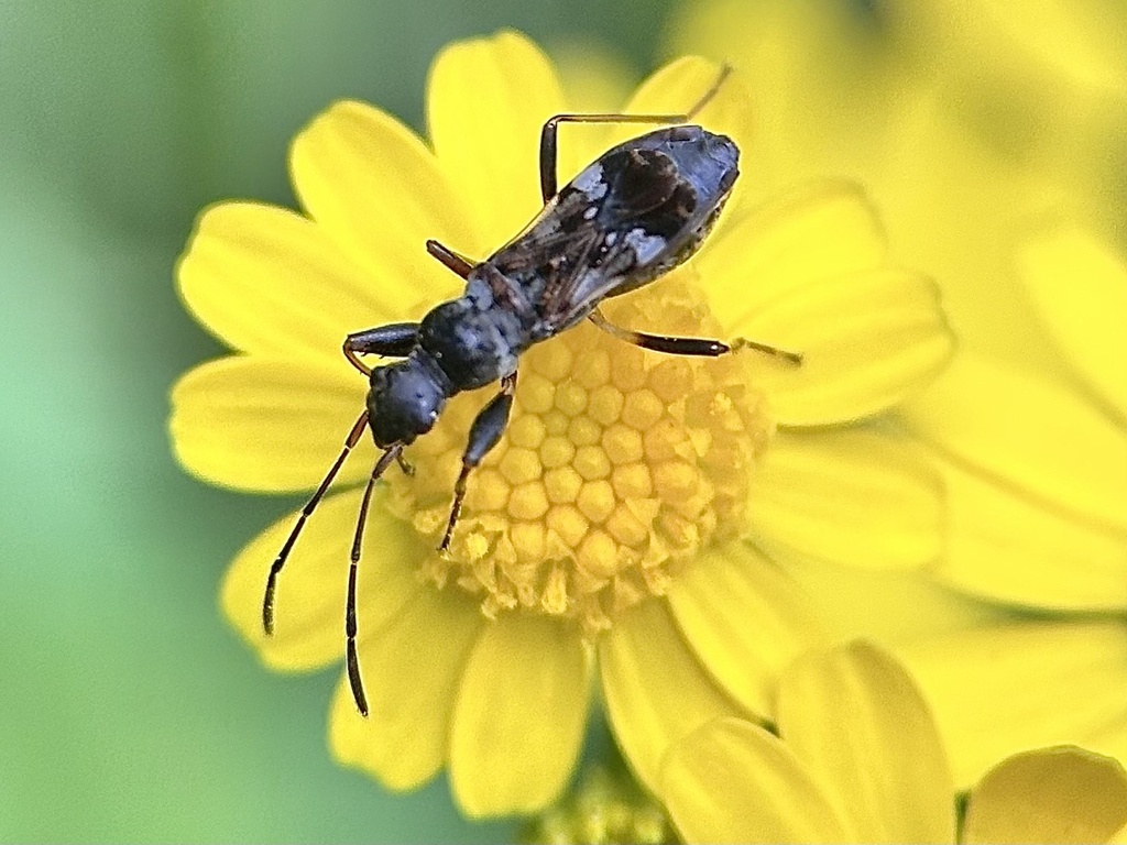 Eucosmetus pulchrus