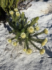 Phylica pubescens, photograph (c) Charleen Brunke, some rights reserved (CC BY)