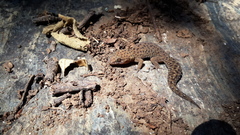 Pachydactylus affinis