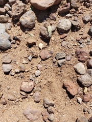 Epicauta maculata-group