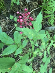 Actaea × ludovicii
