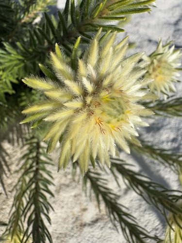 Phylica pubescens, photograph 4