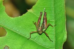 Scaria