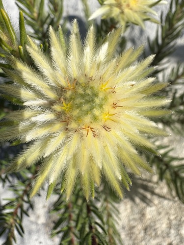 Phylica pubescens, photograph 3