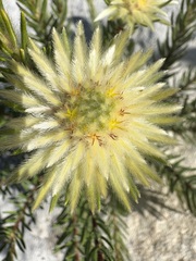(c) Charleen Brunke, some rights reserved (CC BY) Phylica pubescens, photograph (c) Charleen Brunke, some rights reserved (CC BY)