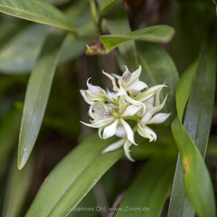 Prosthechea fragrans