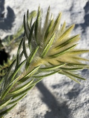 (c) Charleen Brunke, some rights reserved (CC BY) Phylica pubescens, photograph (c) Charleen Brunke, some rights reserved (CC BY)