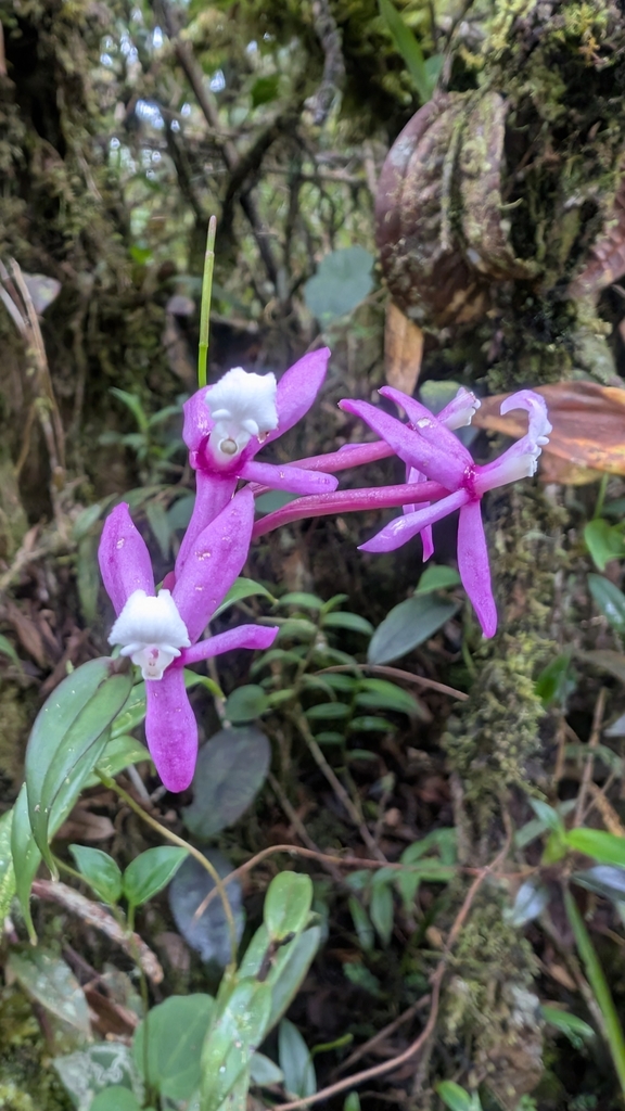 Epidendrum urraoense Hágsater 4
