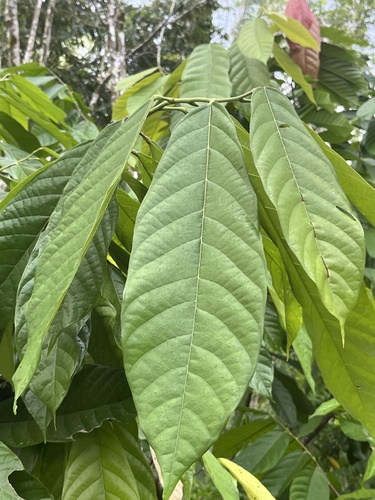 cacao tree