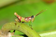 Syntomacris guttulosa