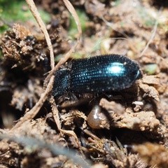 Necrobia violacea