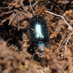 Necrobia violacea