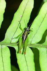 Liebermannacris dorsualis