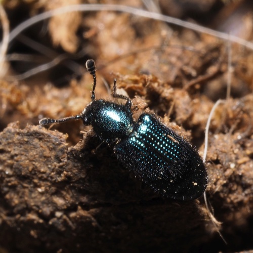 kyjaničkár tmavý (Necrobia violacea)
