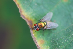 Calyptratae