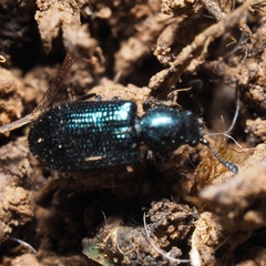 Necrobia violacea