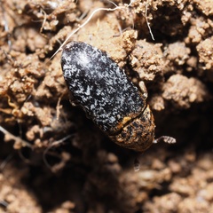Dermestes undulatus