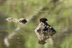 Kinosternon hirtipes