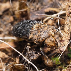 Dermestes undulatus