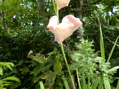 Gladiolus × hortulanus