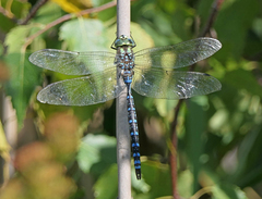 Aeshna canadensis