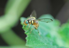 Zeugodacus depressus