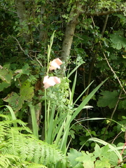 Gladiolus × hortulanus