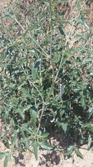 Atriplex aucheri