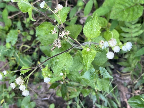 billygoat weed