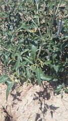 Atriplex aucheri