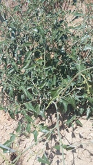 Atriplex aucheri