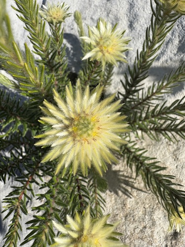 Phylica pubescens, photograph 2