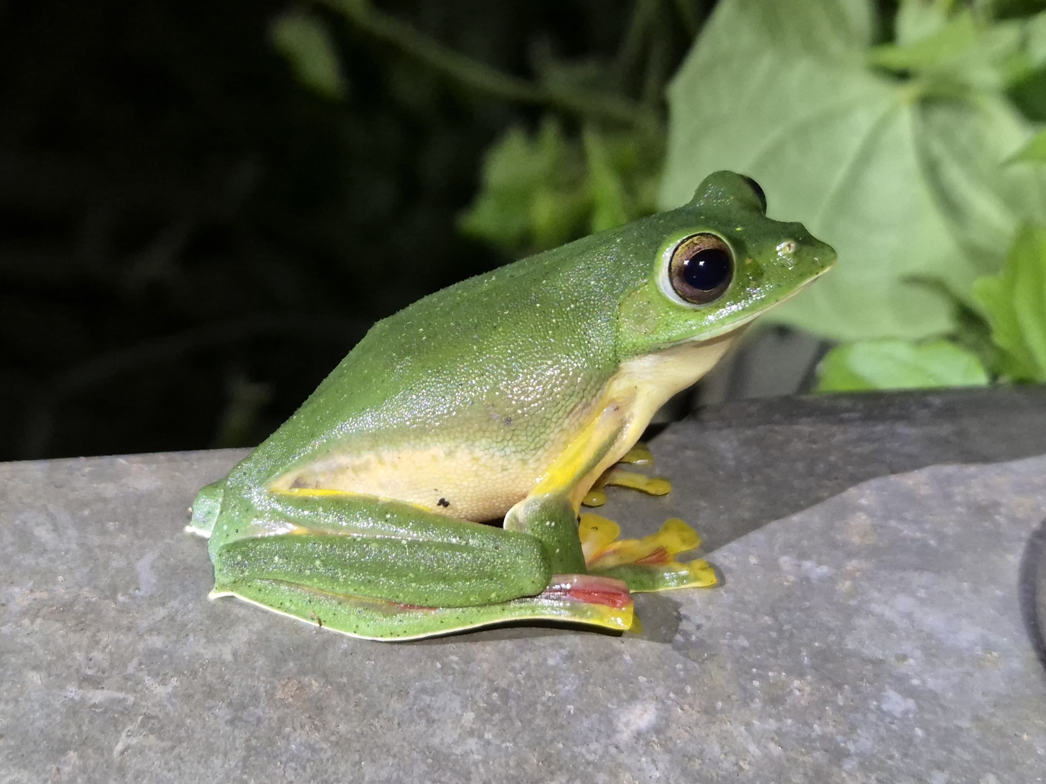 Malabar Gliding Tree Frog