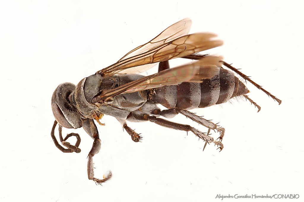 Aporinellus yucatanensis
