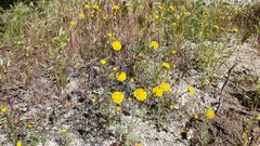 Chaenactis glabriuscula glabriuscula