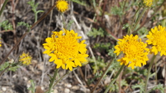 Chaenactis glabriuscula glabriuscula