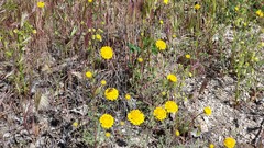 Chaenactis glabriuscula glabriuscula