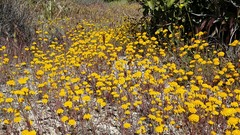 Chaenactis glabriuscula glabriuscula