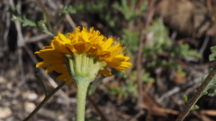 Chaenactis glabriuscula glabriuscula