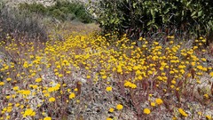 Chaenactis glabriuscula glabriuscula